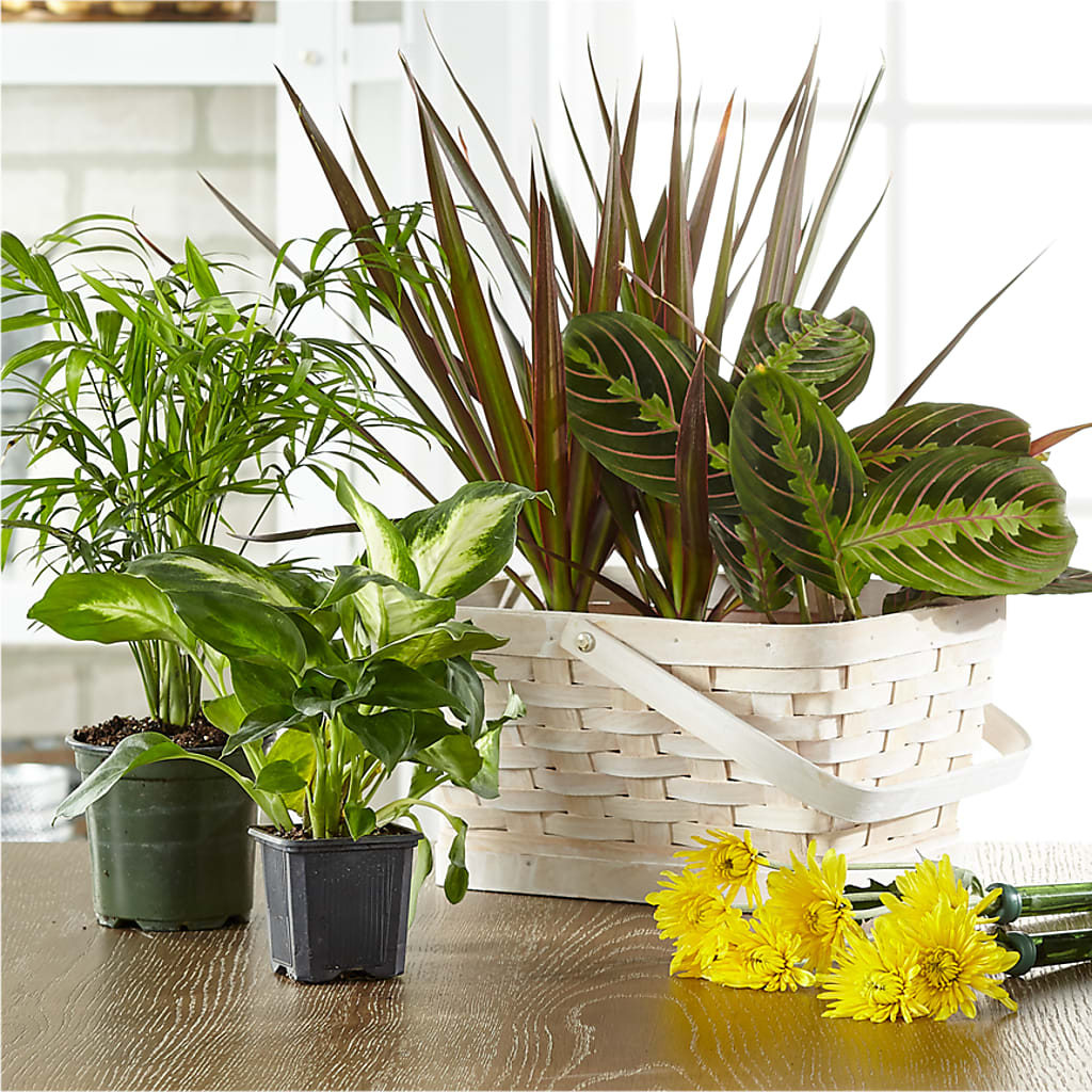 Florist Designed Blooming and Green Plants in a Basket – Lovely Flowers And Gifts, Islip Terrace NY