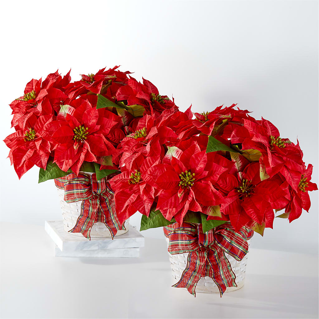 Happiest Holidays Poinsettia Bundle – Lovely Flowers And Gifts, Islip Terrace NY