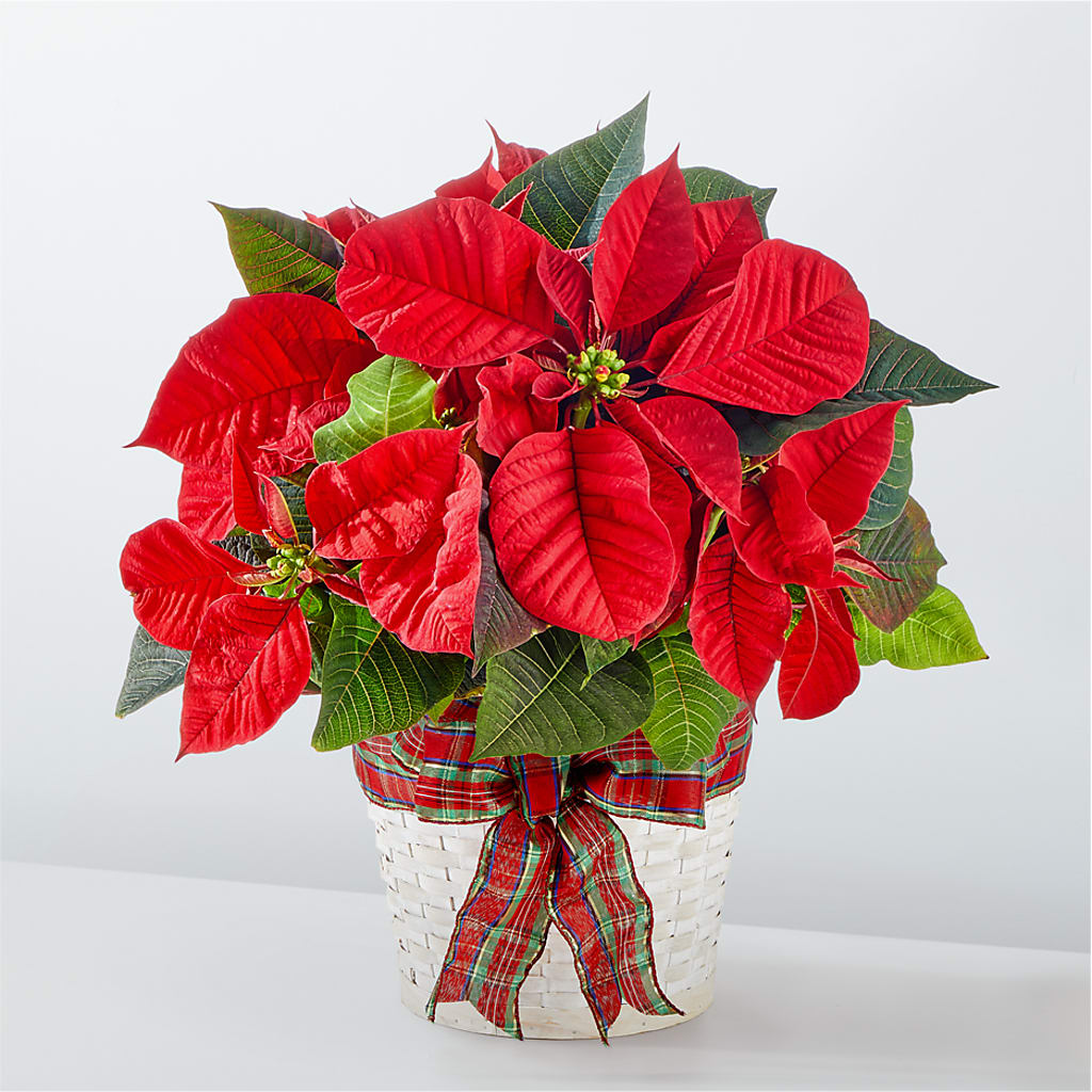 Happiest Holidays Poinsettia – Lovely Flowers And Gifts, Islip Terrace NY