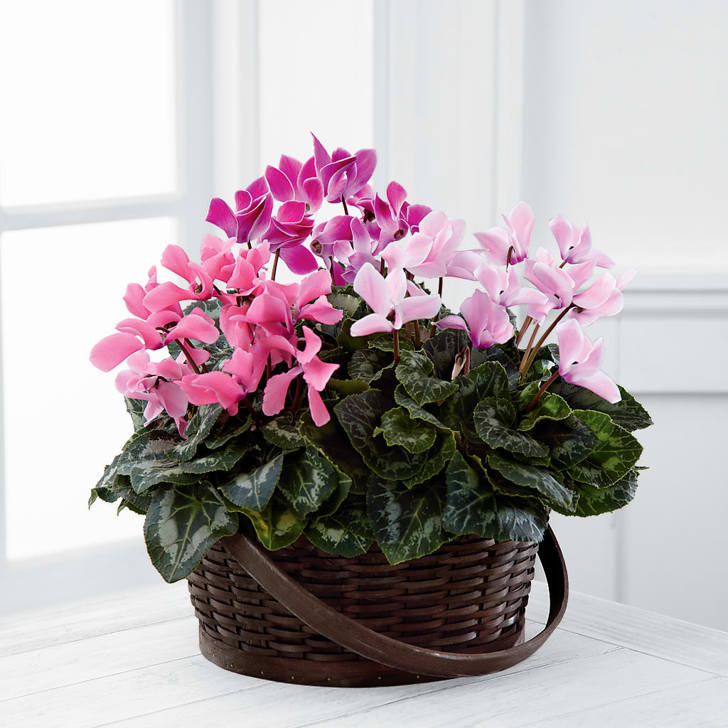 Mixed Cyclamen Planter – Lovely Flowers And Gifts, Islip Terrace NY