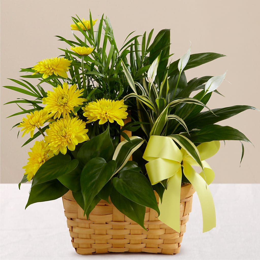 Loving Light Dishgarden – Lovely Flowers And Gifts, Islip Terrace NY