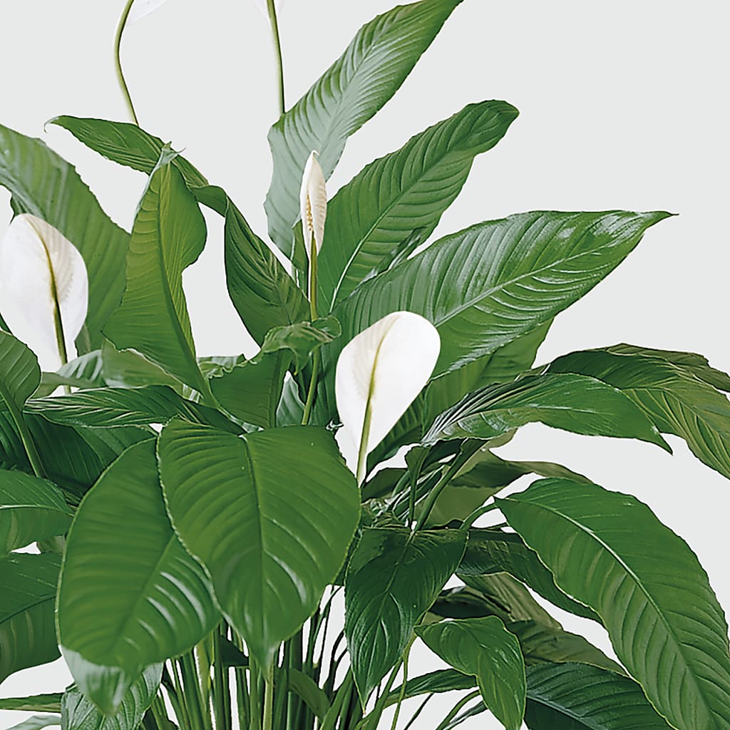 Tranquil Moments Peace Lily Plant – Lovely Flowers And Gifts, Islip Terrace NY