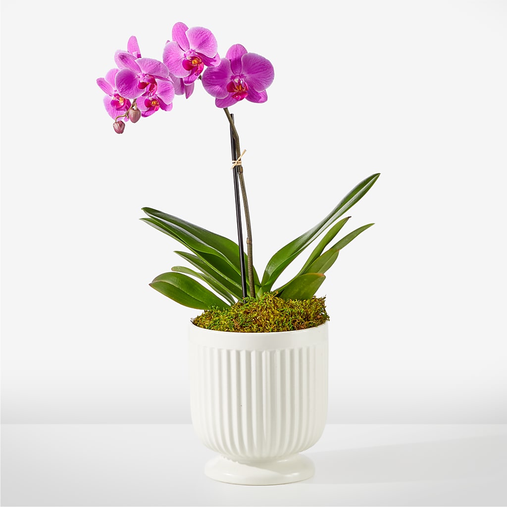 Friendly Fuchsia Orchid – Lovely Flowers And Gifts, Islip Terrace NY