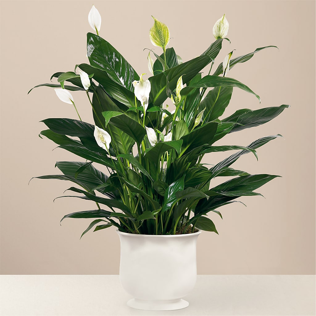 Comfort Planter – Lovely Flowers And Gifts, Islip Terrace NY