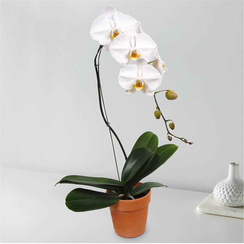 White Cascading Orchid – Lovely Flowers And Gifts, Islip Terrace NY