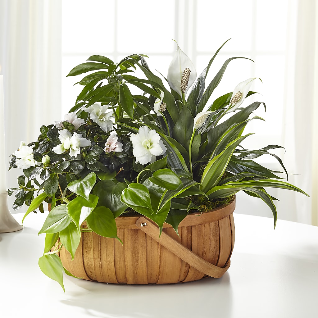 Serene Dishgarden – Lovely Flowers And Gifts, Islip Terrace NY