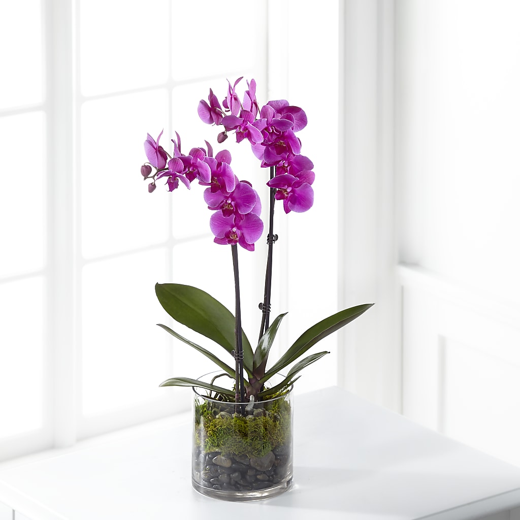 Pink Orchid Plant – Lovely Flowers And Gifts, Islip Terrace NY