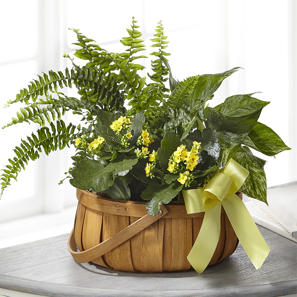 Always Dear Dishgarden – Lovely Flowers And Gifts, Islip Terrace NY