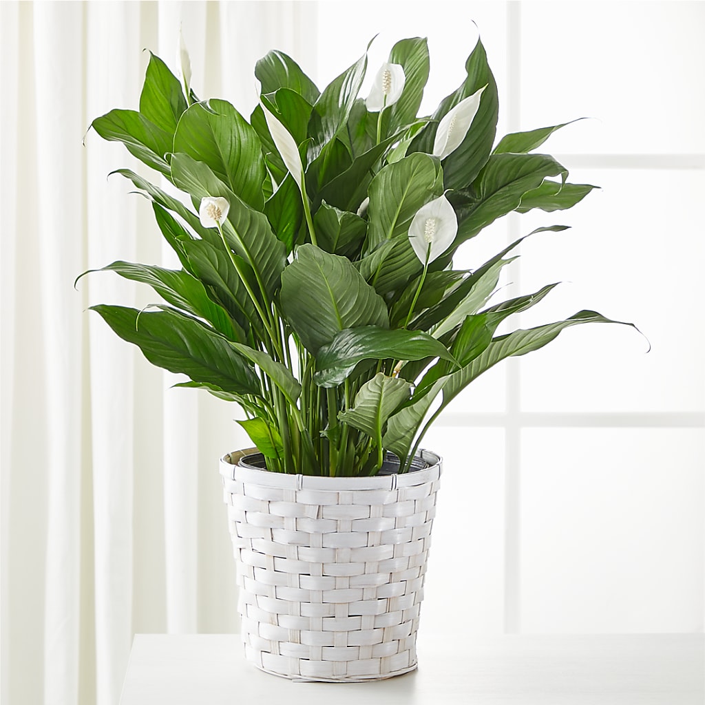 A New Leaf Peace Lily – Lovely Flowers And Gifts, Islip Terrace NY