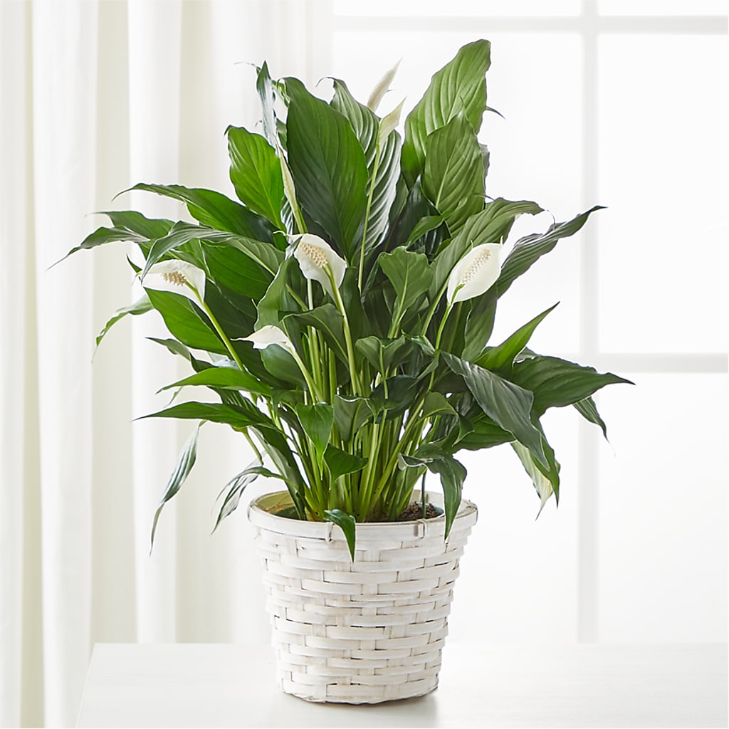 A New Leaf Peace Lily – Lovely Flowers And Gifts, Islip Terrace NY