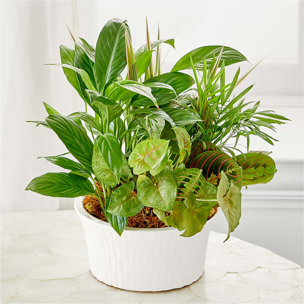 Balance & Harmony Dishgarden – Lovely Flowers And Gifts, Islip Terrace NY