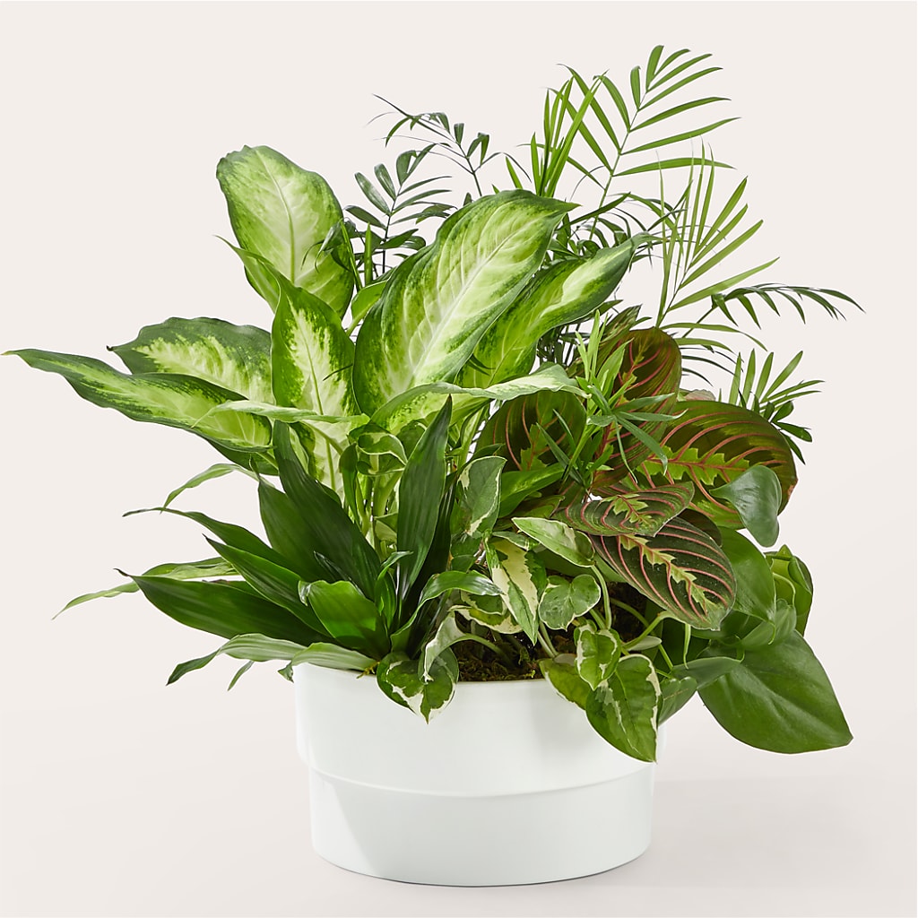 Radiating Positivity Dishgarden – Lovely Flowers And Gifts, Islip Terrace NY