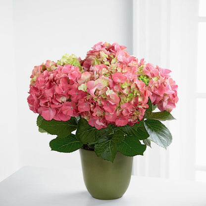 Pink Hydrangea Planter –  Lovely Flowers And Gifts, Islip Terrace NY