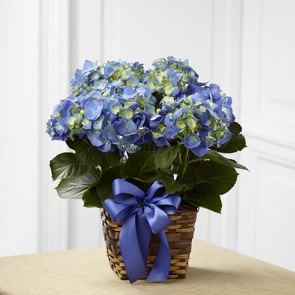 Blue Hydrangea Planter –  Lovely Flowers And Gifts, Islip Terrace NY