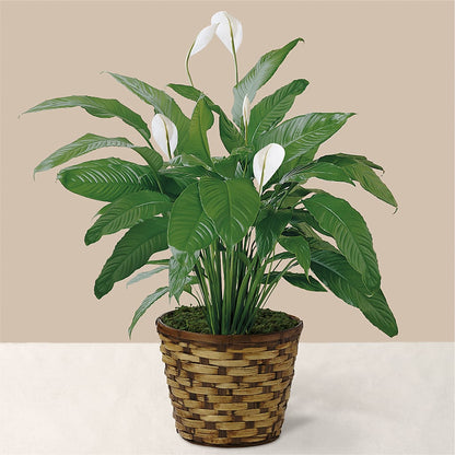 Tranquil Moments Peace Lily Plant –  Lovely Flowers And Gifts, Islip Terrace NY