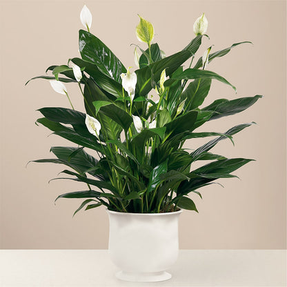 Comfort Planter –  Lovely Flowers And Gifts, Islip Terrace NY
