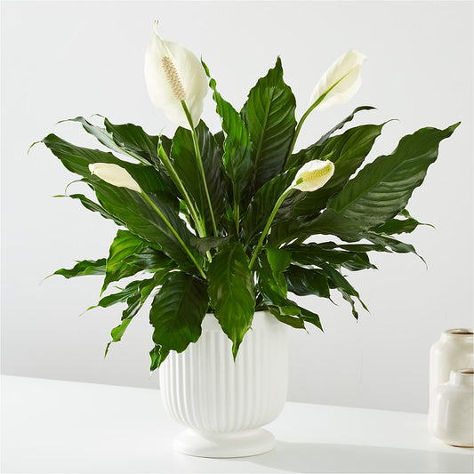 Comfort Planter –  Lovely Flowers And Gifts, Islip Terrace NY