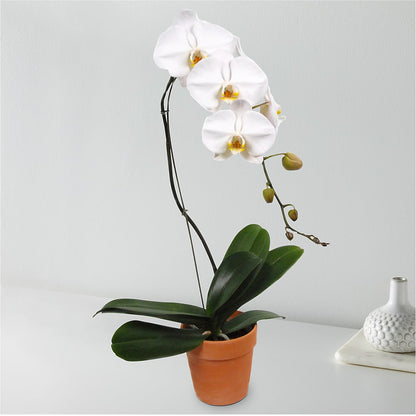 White Cascading Orchid –  Lovely Flowers And Gifts, Islip Terrace NY