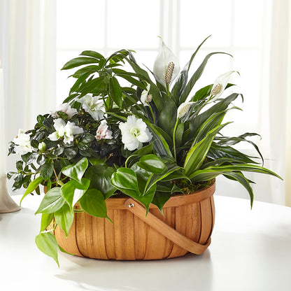 Serene Dishgarden –  Lovely Flowers And Gifts, Islip Terrace NY