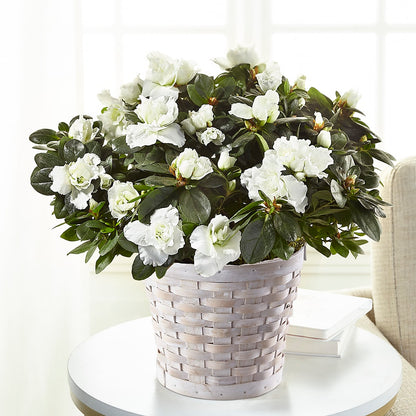 White Azalea Plant –  Lovely Flowers And Gifts, Islip Terrace NY