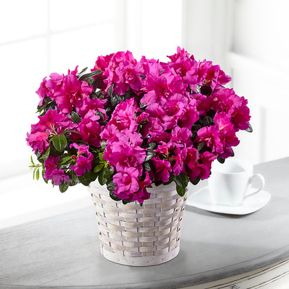 Hope & Serenity Azalea Plant –  Lovely Flowers And Gifts, Islip Terrace NY