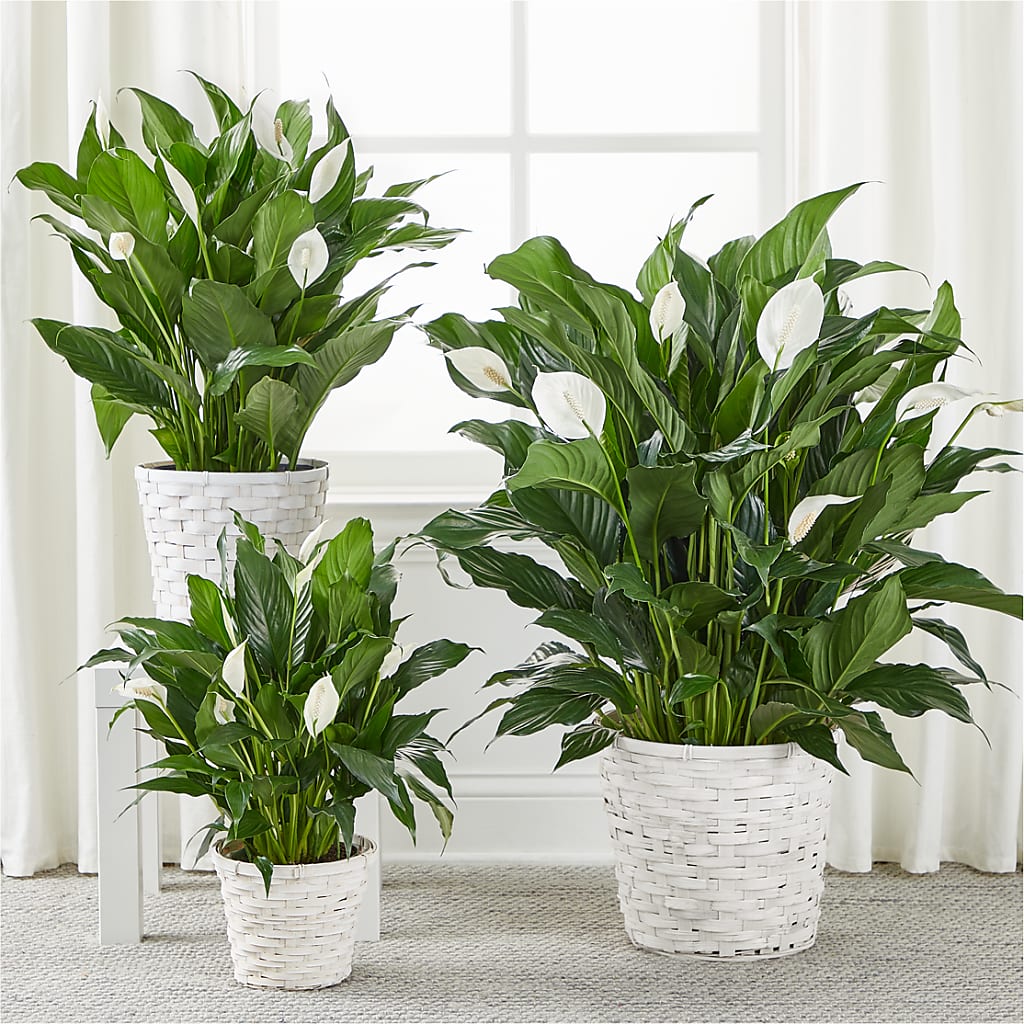A New Leaf Peace Lily –  Lovely Flowers And Gifts, Islip Terrace NY