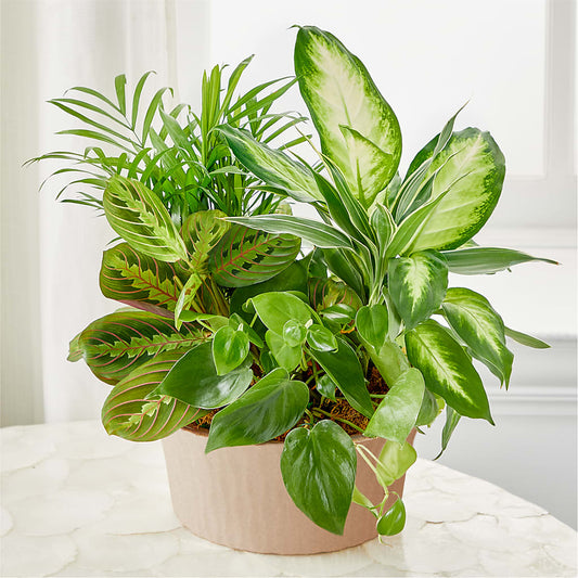Balance & Harmony Dishgarden –  Lovely Flowers And Gifts, Islip Terrace NY