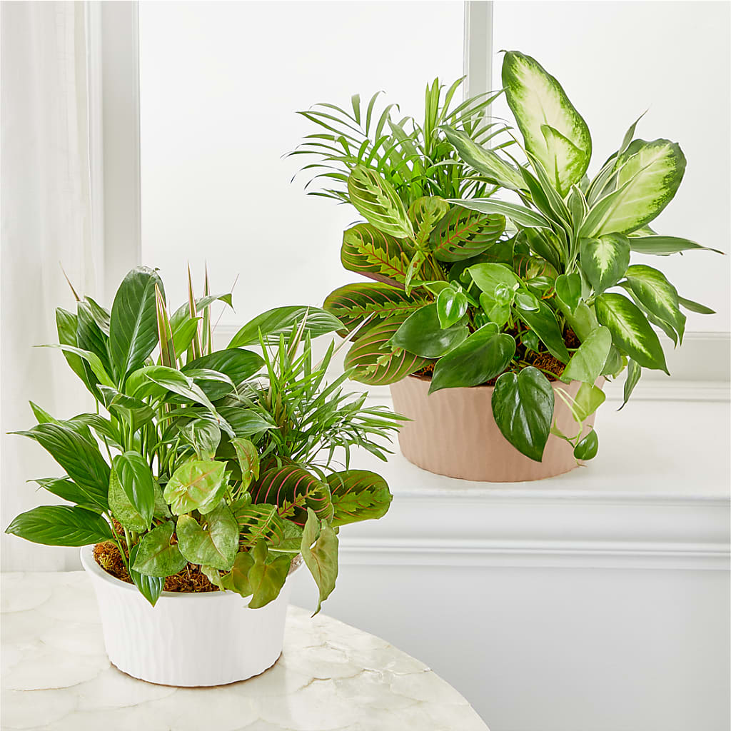 Balance & Harmony Dishgarden –  Lovely Flowers And Gifts, Islip Terrace NY