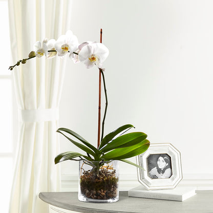 White Orchid Planter –  Lovely Flowers And Gifts, Islip Terrace NY